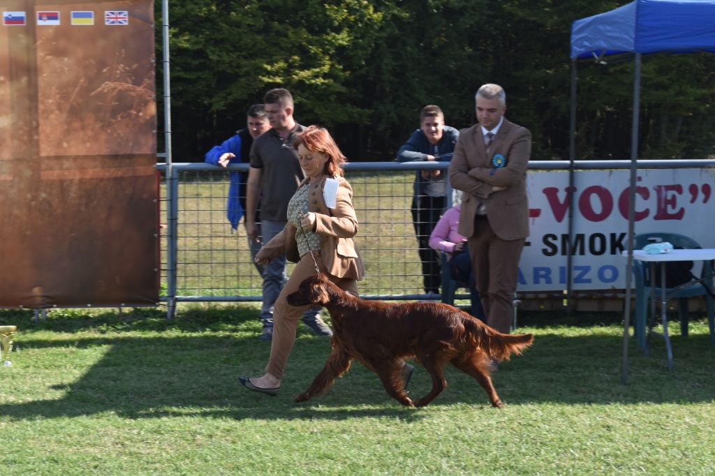 CH. Flavy De L'anneau Du Kerry - 1er exc. Meilleur vétéran 1er Best In Show