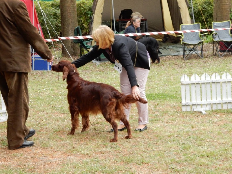 CH. Flavy De L'anneau Du Kerry - 1er exc. CAC/CACIB/Meilleur sexe opposé classe champion