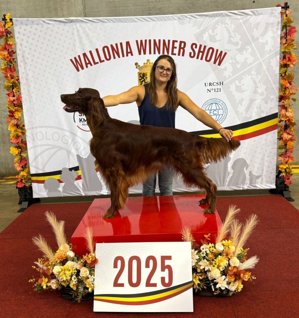 Suo dolce figlio De L'anneau Du Kerry - 1ER TRES BON