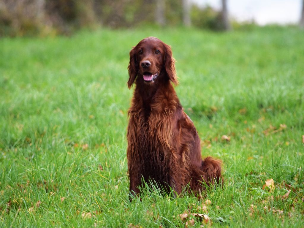 CH. Flavy De L'anneau Du Kerry - 2eme EXC. classe champion