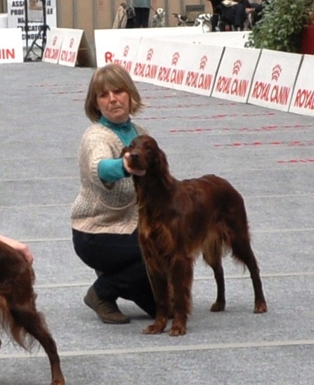 CH. Flavy De L'anneau Du Kerry - 1ère exc. RCACIB/CAC