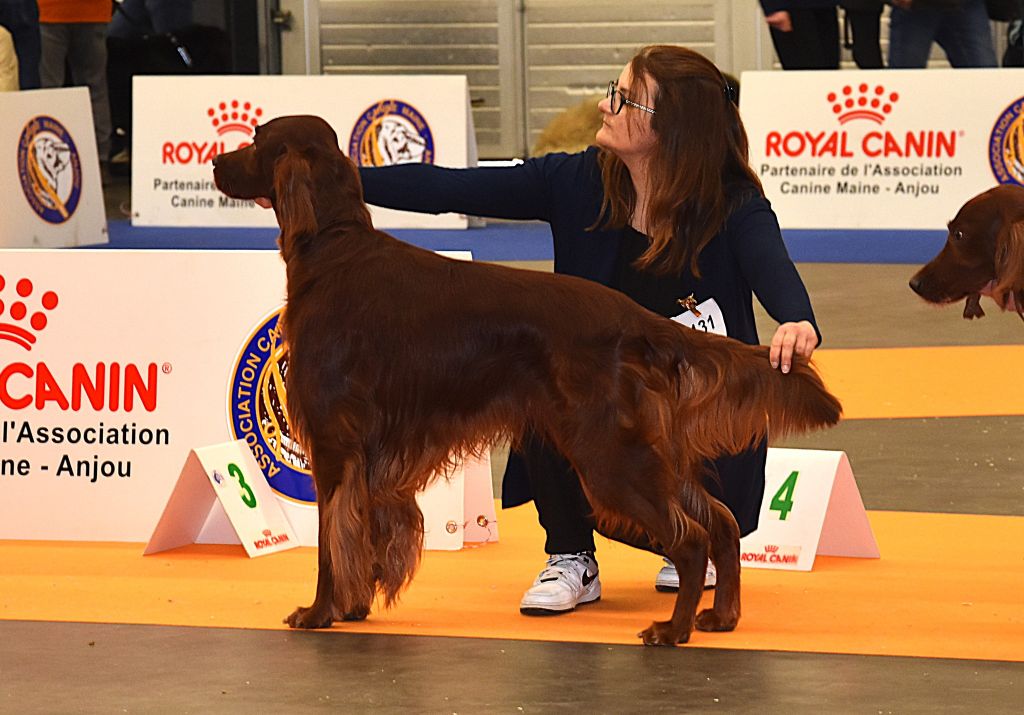 Suo dolce figlio De L'anneau Du Kerry - 1er exc classe ouverte + CACS + CACIB + BOB