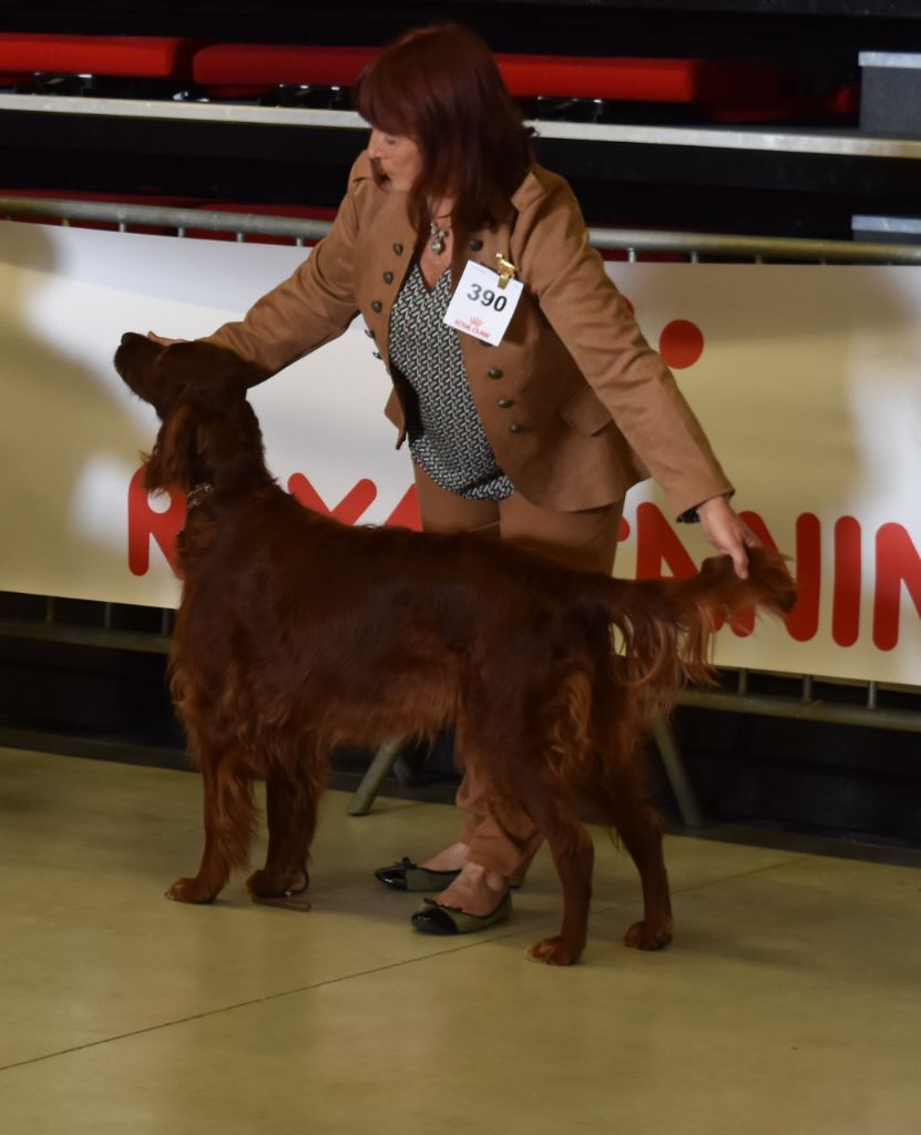 CH. Flavy De L'anneau Du Kerry - 1er exc. EN CLASSE VETERAN