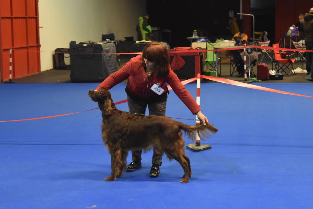 CH. Flavy De L'anneau Du Kerry - 1er exc. EN CLASSE VETERAN Meilleur vétéran