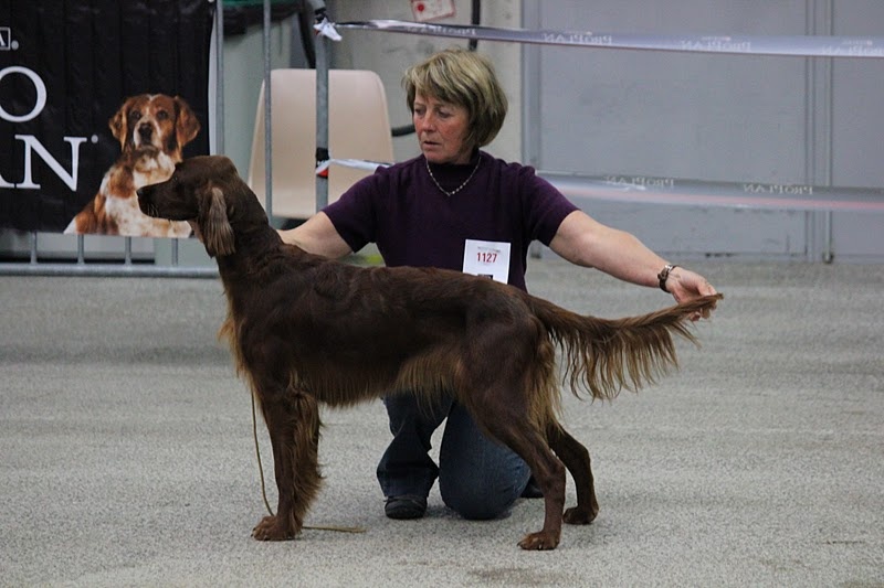 CH. Flavy De L'anneau Du Kerry - 1er exc. /RCACS -RCACIB Classe intermediaire