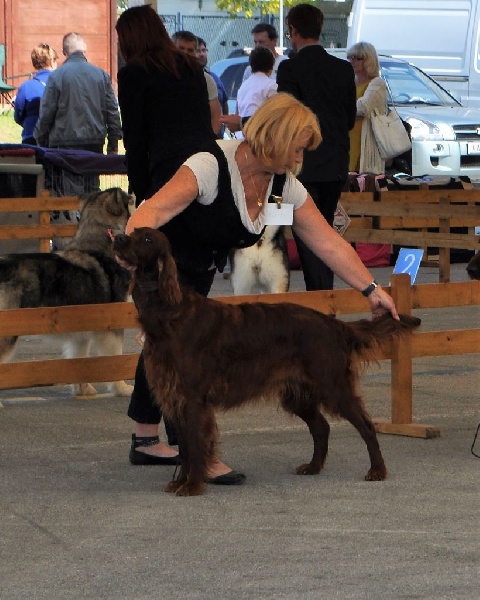 CH. Flavy De L'anneau Du Kerry - 1ER EXC. classe champion CAC/CACIB/