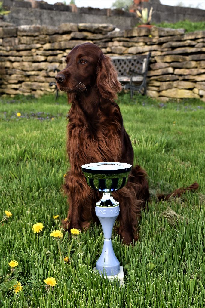 CH. Flavy De L'anneau Du Kerry - 1ème EXC. classe champion RCACIB