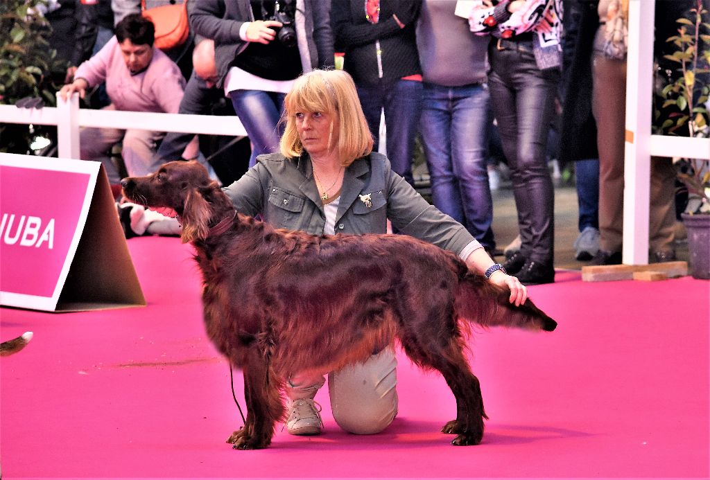 CH. Flavy De L'anneau Du Kerry - 1ER EXC. classe champion CACIB/ Meilleur de race BOB 3ème Meilleur de groupe