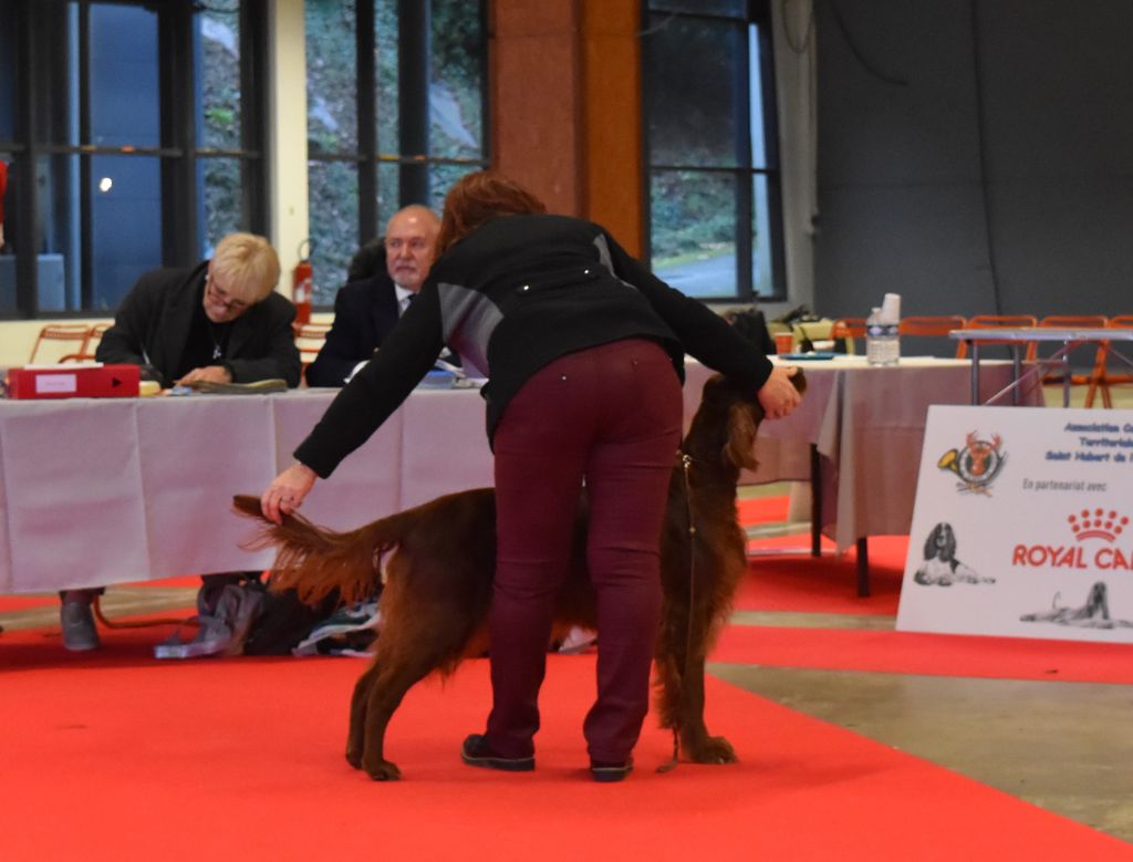 CH. Flavy De L'anneau Du Kerry - 1er exc. Meilleur vétéran