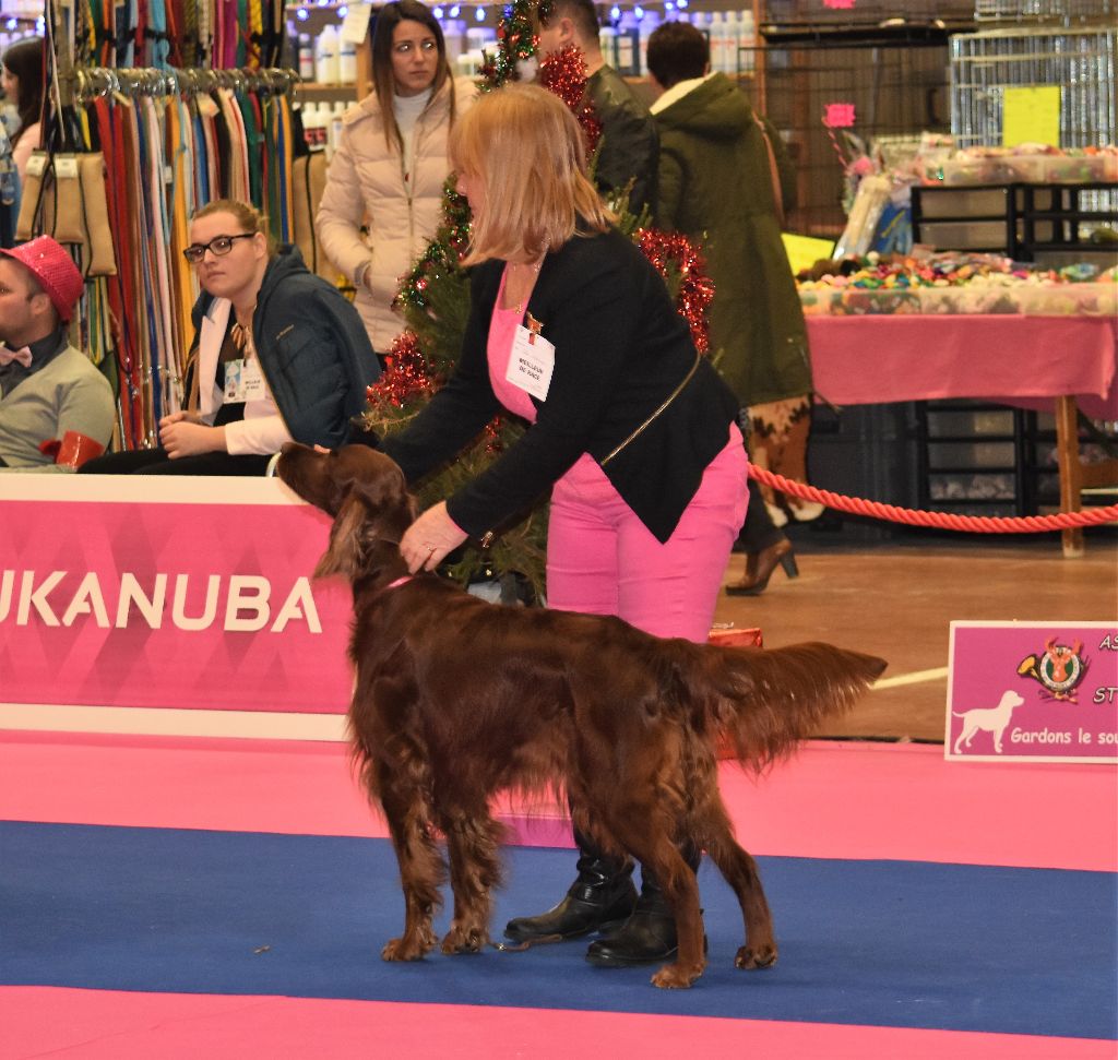 CH. Flavy De L'anneau Du Kerry - 1ER EXC. classe champion rCACIB