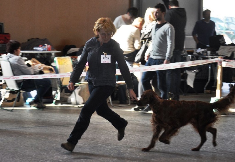 CH. Flavy De L'anneau Du Kerry - 1er exc, MEILLEUR DE RACE classe champion