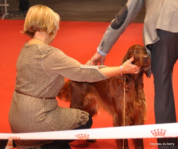 CH. Flavy De L'anneau Du Kerry - 1er exc. CACIB Meilleur de race