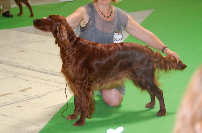 CH. Flavy De L'anneau Du Kerry - 1er exc.RCACIB en classe champion