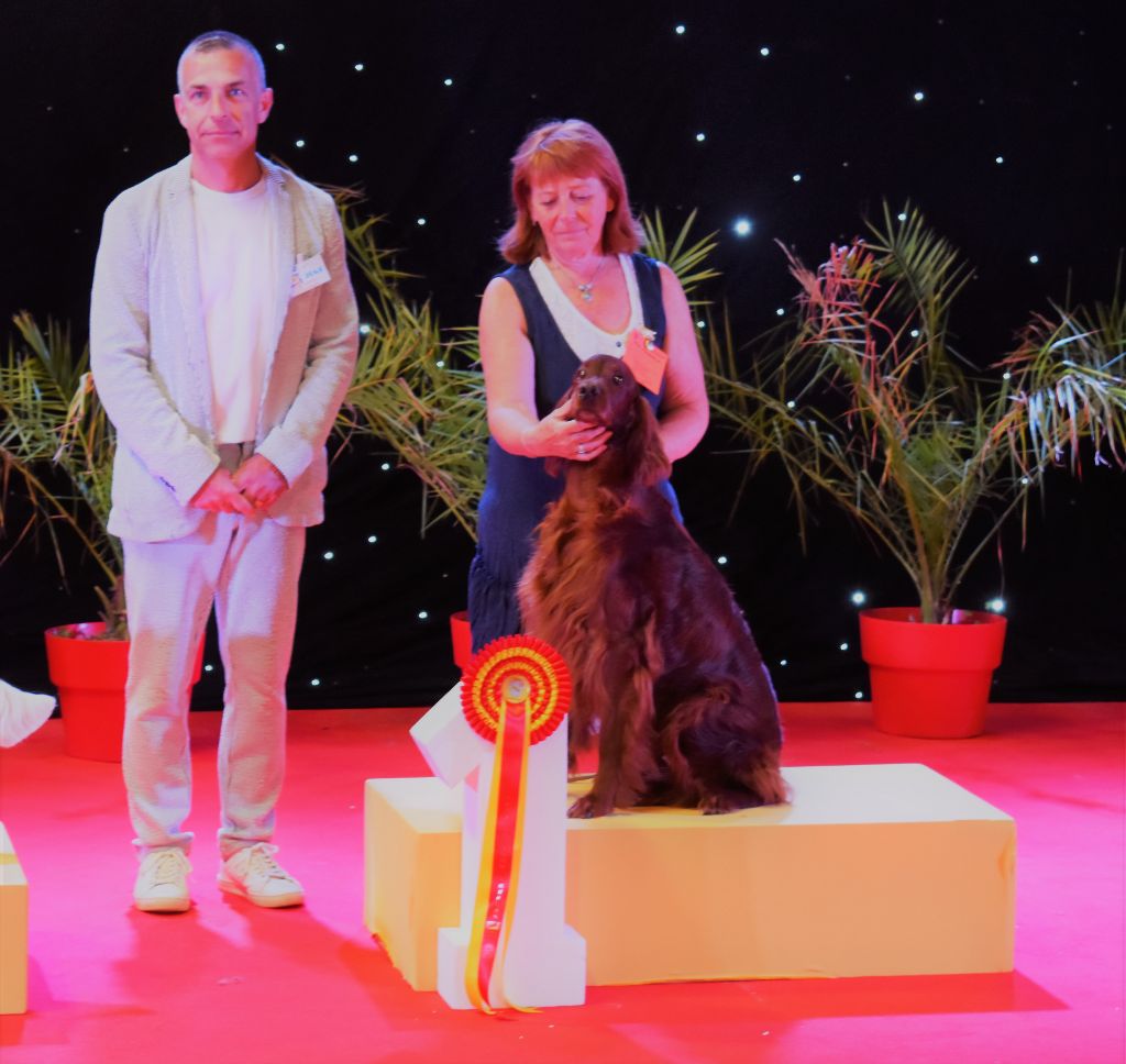 CH. Flavy De L'anneau Du Kerry - 1er exc. + Meilleur vétéran . Best in Show vétéran 1 + BOB meilleur de race