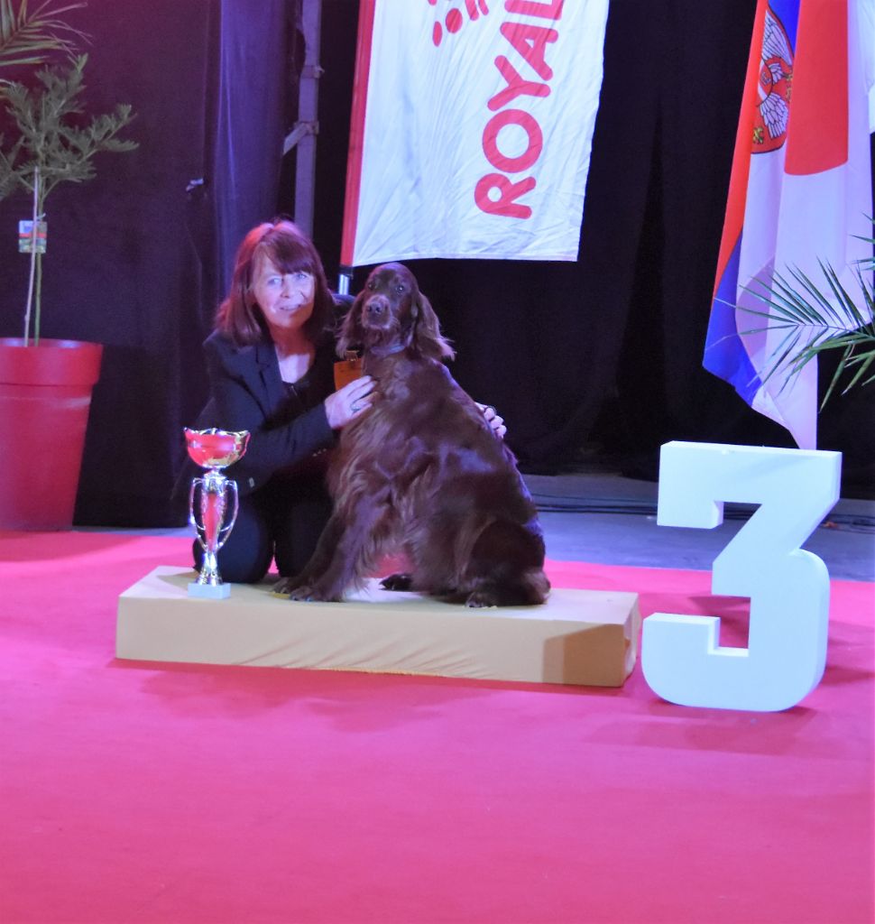 CH. Flavy De L'anneau Du Kerry - 1er exc. Meilleur Vétéran/ 3ème Best In SHOW