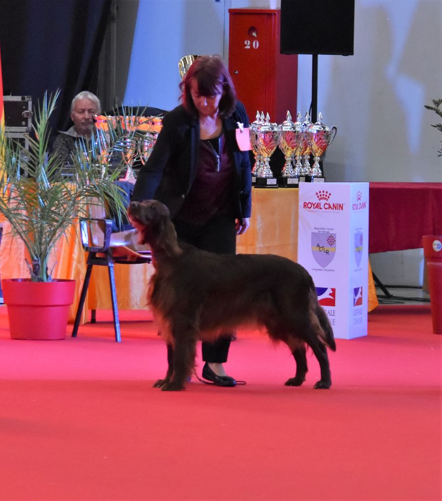 CH. Flavy De L'anneau Du Kerry - 1er exc. Meilleur Vétéran/
