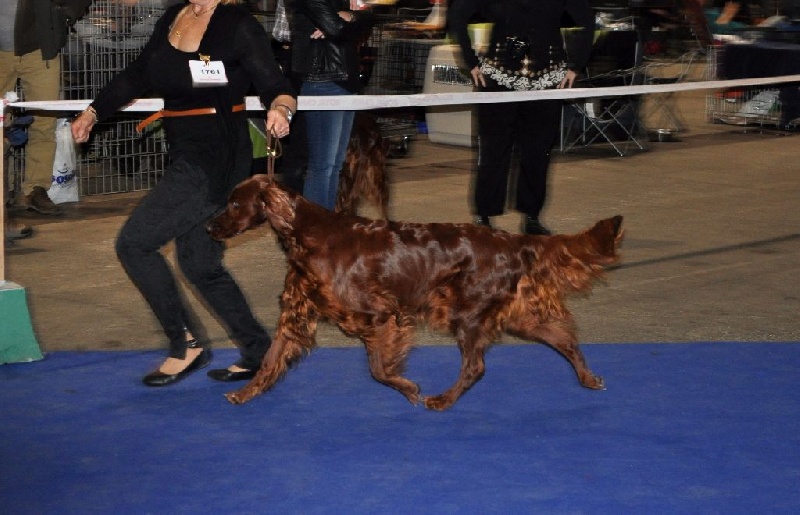 CH. Flavy De L'anneau Du Kerry - 2ème excellent classe champion