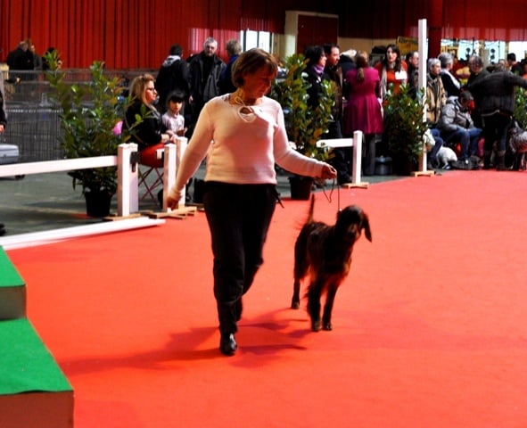 CH. Flavy De L'anneau Du Kerry - 1er exc. CACIB/CAC /Meilleur de Race