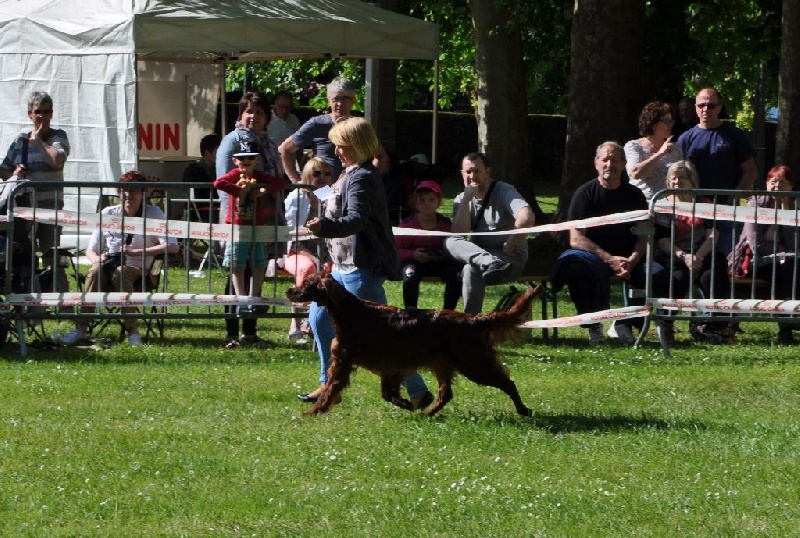 CH. Flavy De L'anneau Du Kerry - 1er exc./ en classe champion MEILLEUR DE RACE