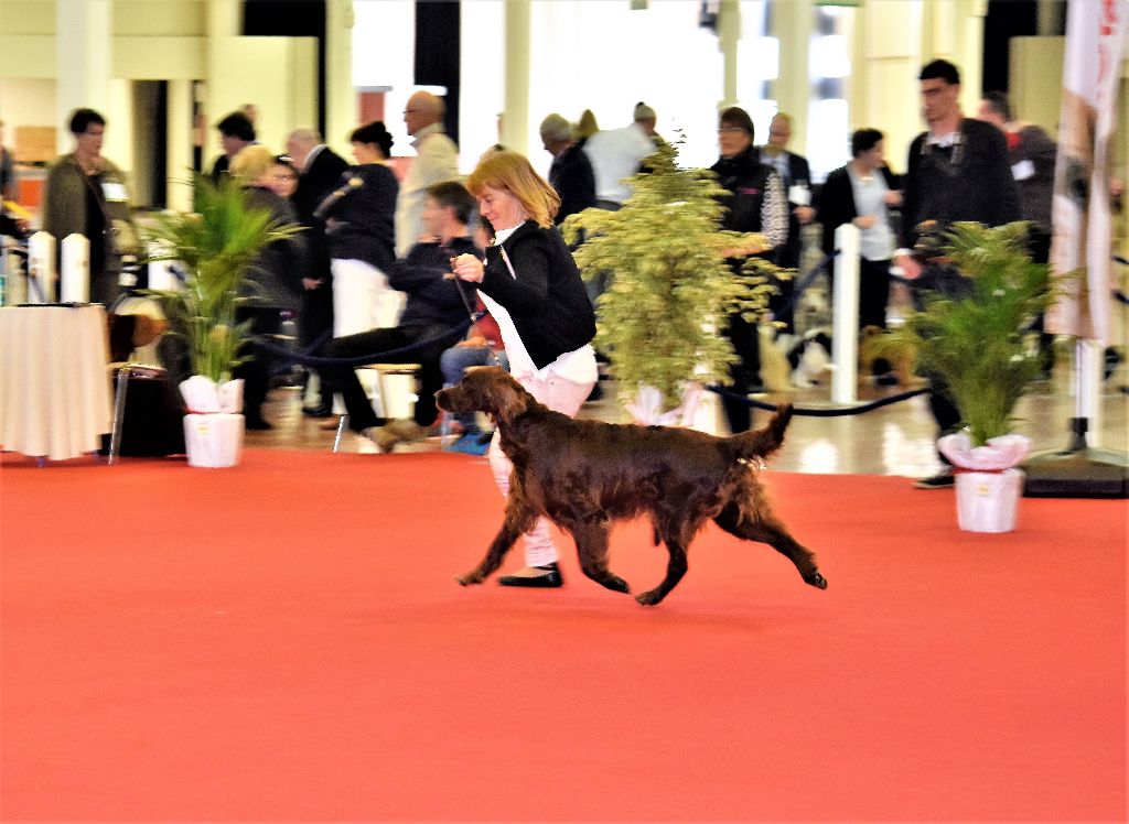 CH. Flavy De L'anneau Du Kerry - 1ER EXC. classe champion CACIB/ Meilleur de race