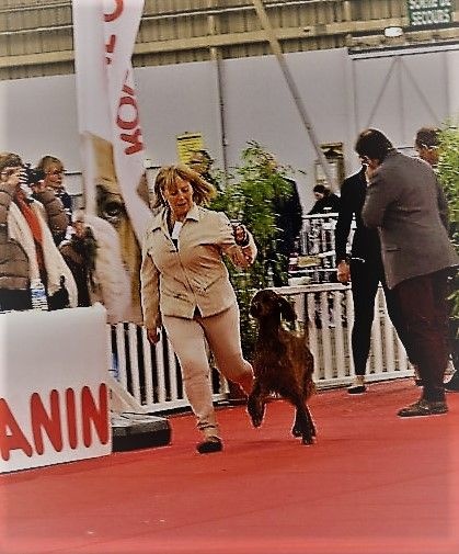 CH. Flavy De L'anneau Du Kerry - 1ER EXC. classe champion CACIB/ Meilleur de race BOB