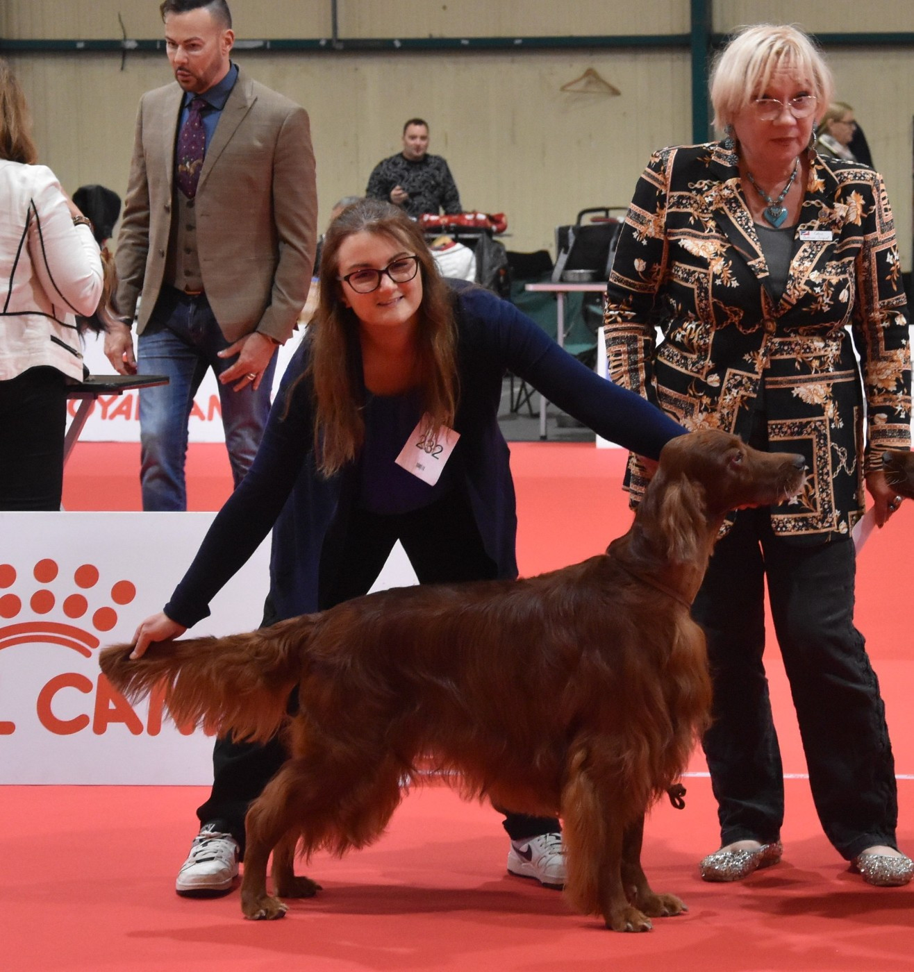 CH. Mio bellissimo maschio De L'anneau Du Kerry - 1er exc. CACIB Vétéran/BOS Meilleur vétéran/sélection BIS