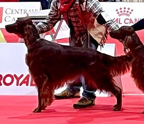 Suo dolce figlio De L'anneau Du Kerry - 1er exc. CACIB/CACS