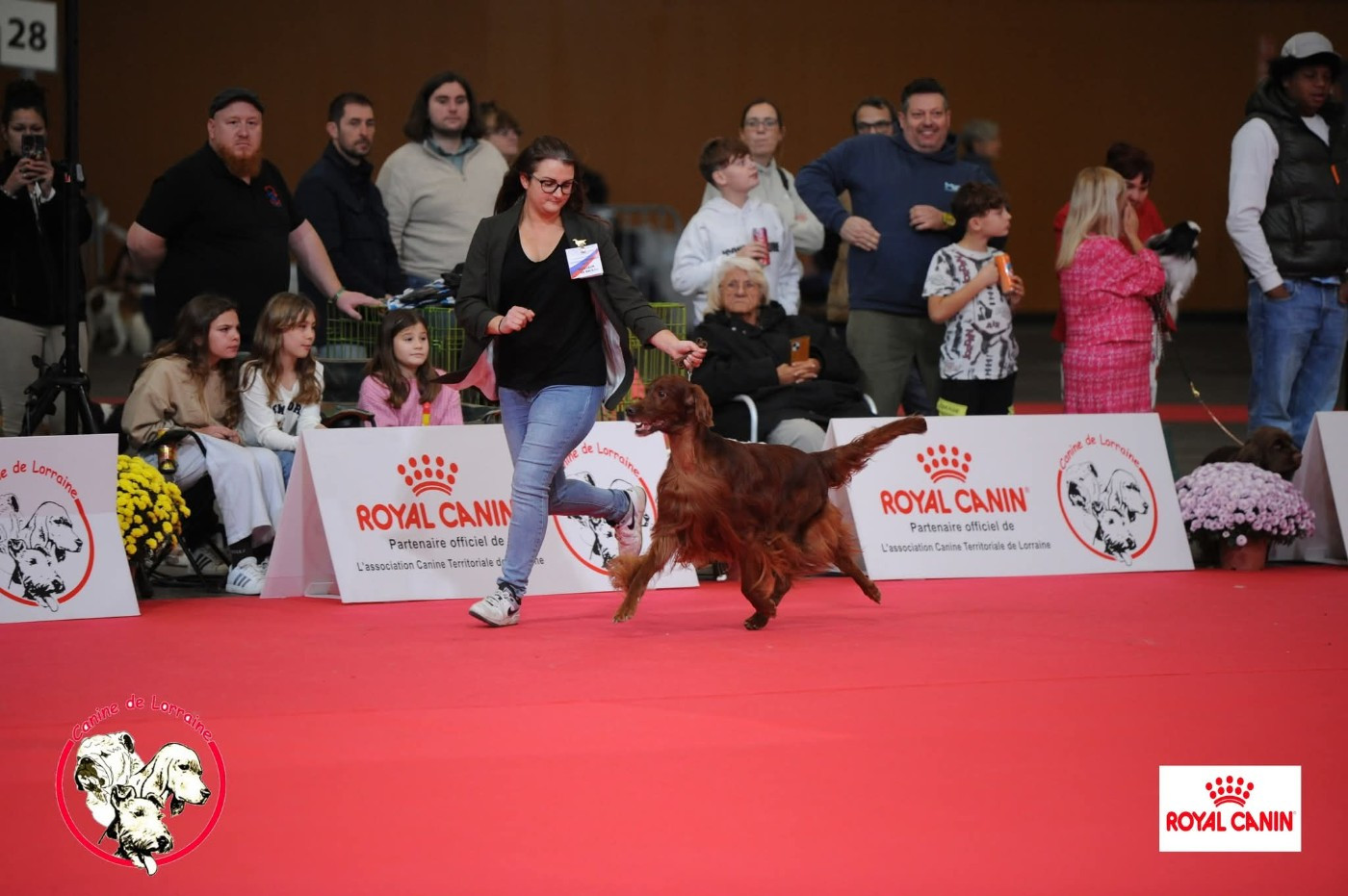 CH. Mio bellissimo maschio De L'anneau Du Kerry - 1er exc. CAC Vétéran Meilleur vétéran/ BIS2