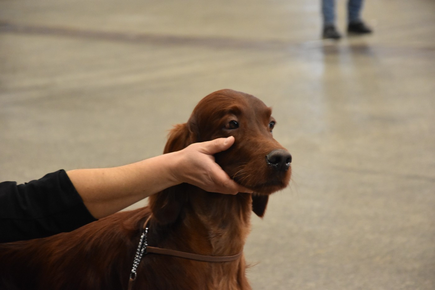 Suo dolce figlio De L'anneau Du Kerry - 1er exc. /CACS