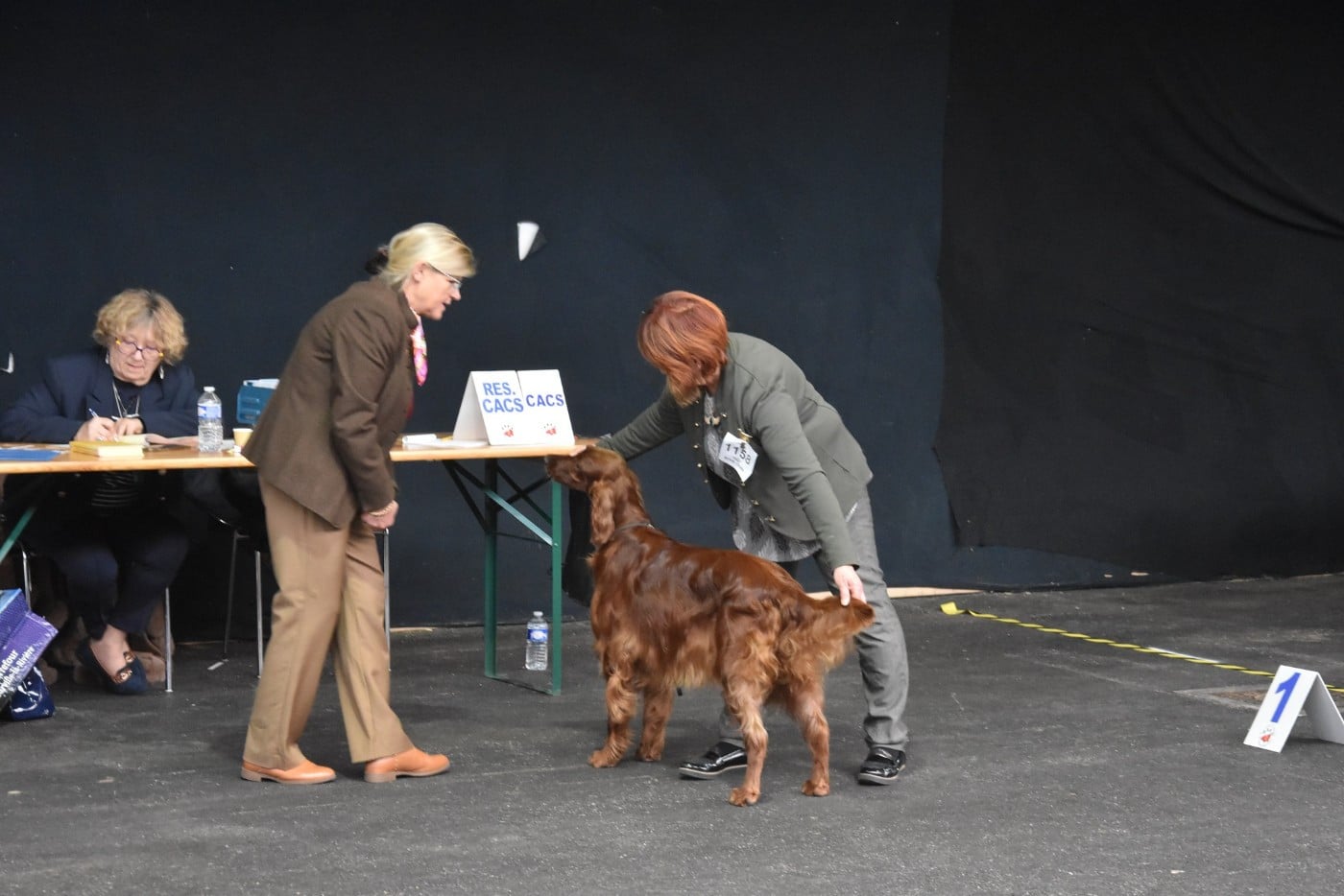 CH. U're kaitlyn meadows fairy De L'anneau Du Kerry - 1er exc. Classe champion / BOS