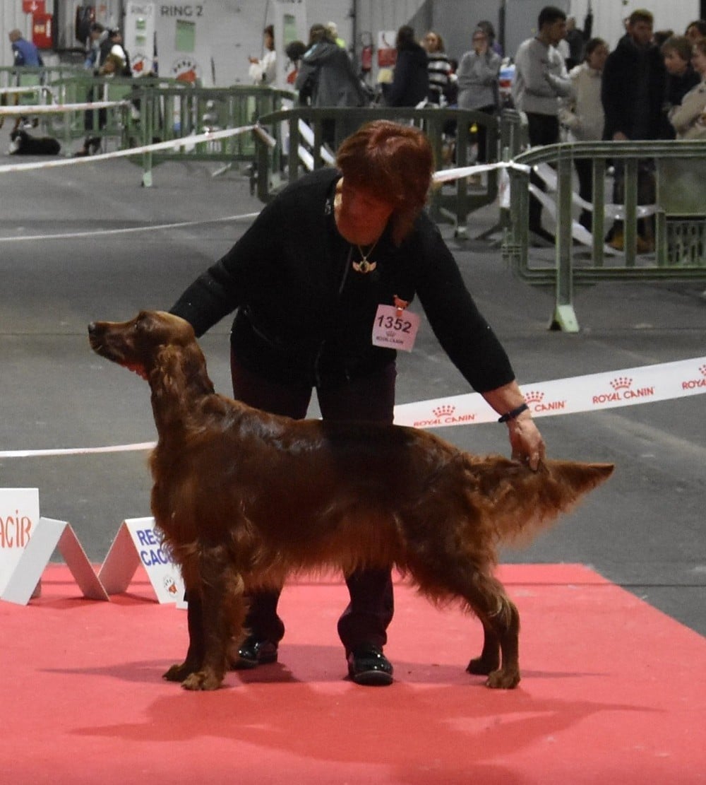 CH. U're kaitlyn meadows fairy De L'anneau Du Kerry - 1er exc. Classe champion / CACIB/BOS/MEILLEUR CHAMPION