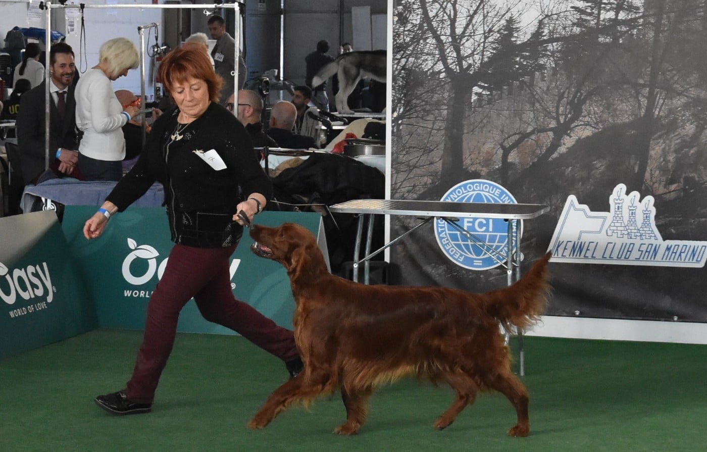 CH. U're kaitlyn meadows fairy De L'anneau Du Kerry - 1er exc. Classe champion /CAC/ CACIB/BOB/
