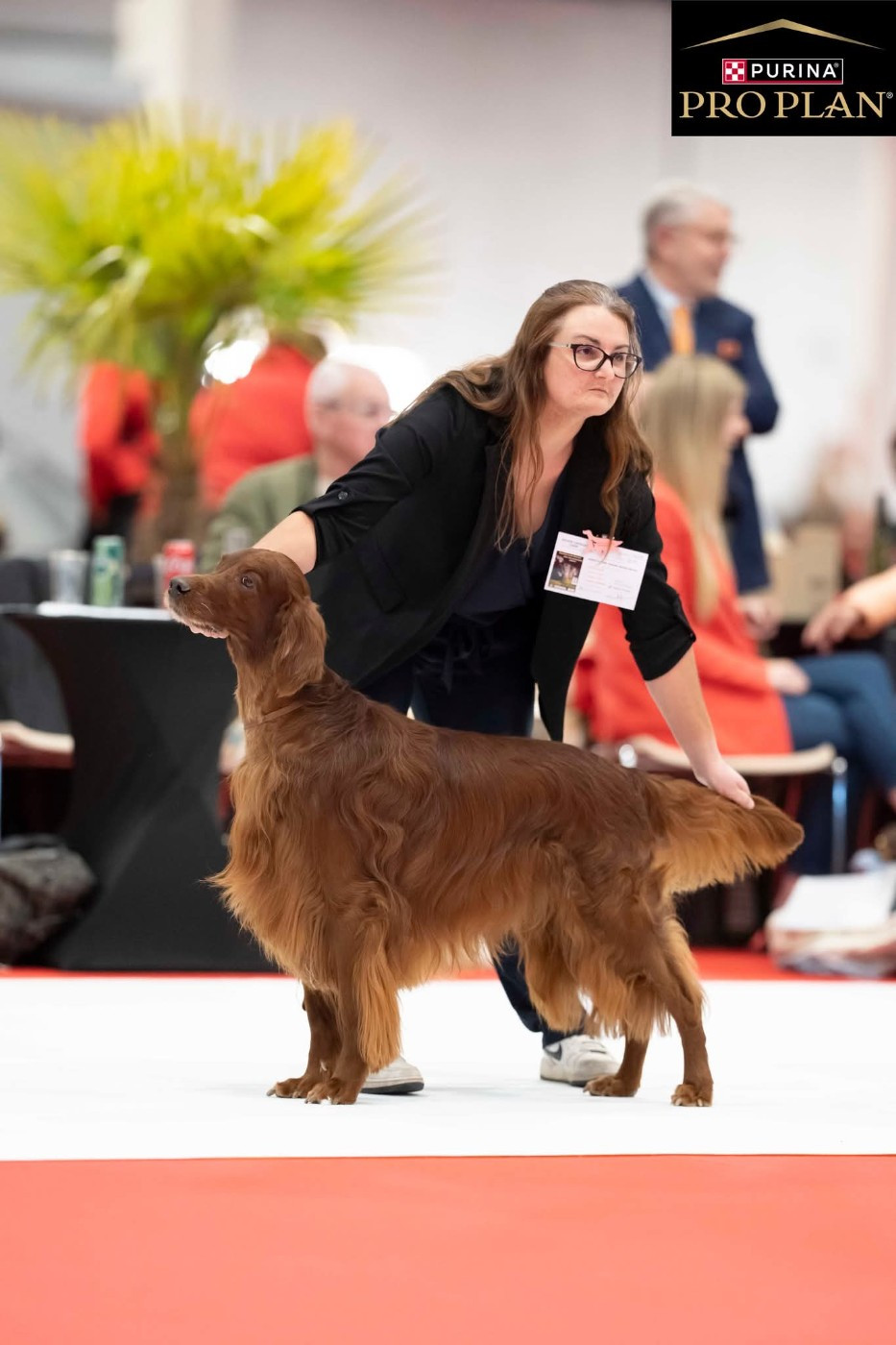 CH. Mio bellissimo maschio De L'anneau Du Kerry - 1er exc. classe vétéran CACIBV/BOBVétéran