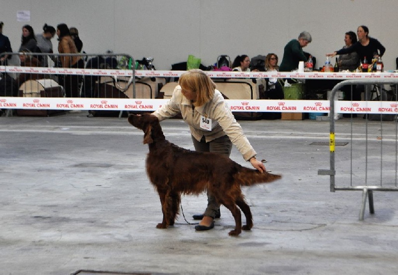 CH. Flavy De L'anneau Du Kerry - 1ER EXC. classe champion CACIB/ Meilleur de race BOB /2 MEILLEUR DE GROUPE 7