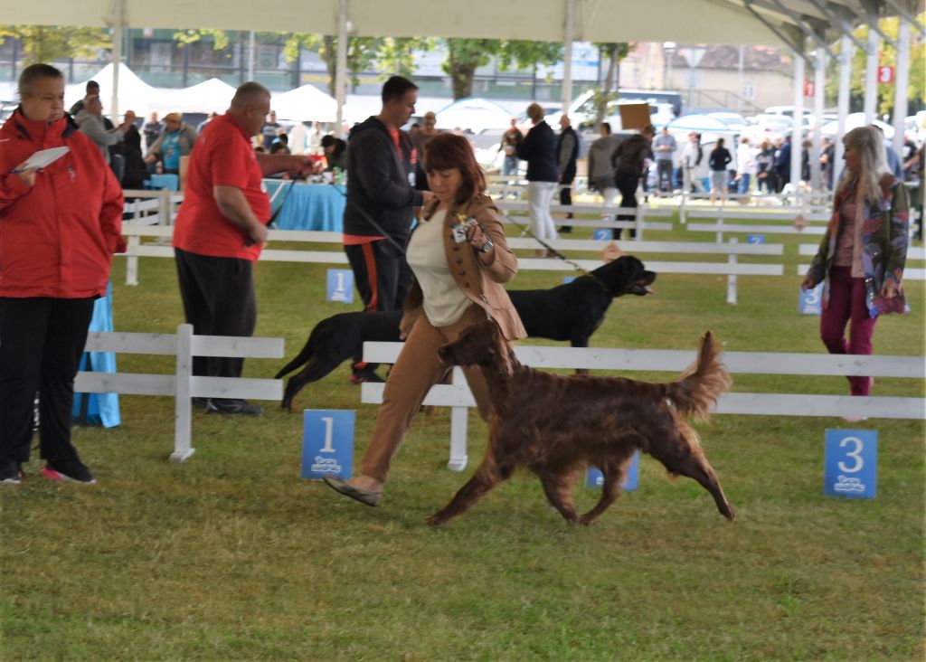CH. Flavy De L'anneau Du Kerry - 1er exc. Meilleur vétéran