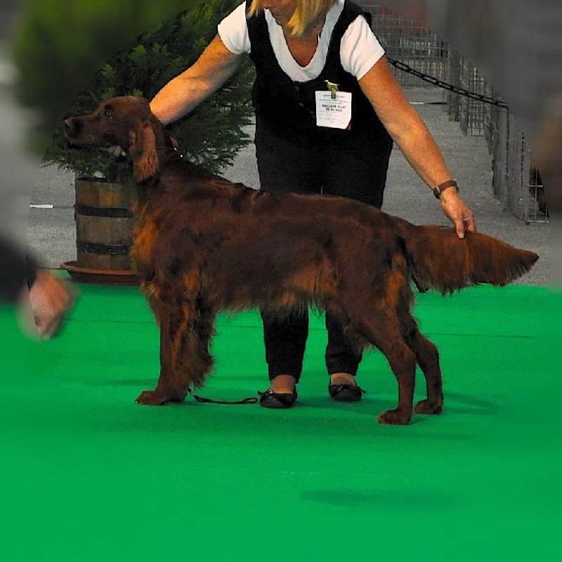 CH. Flavy De L'anneau Du Kerry - 1er exc. classe champion / CACIB/ MEILLEUR DE RACE(BOB)