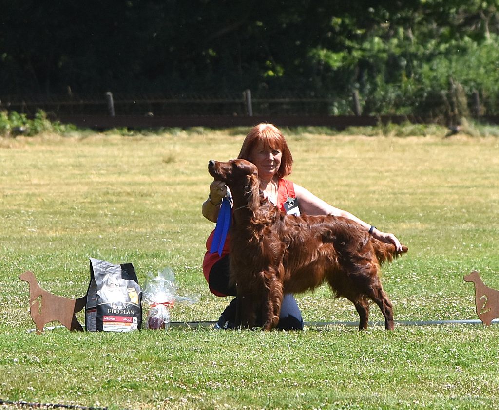 CH. Dimple cinammon's - 1er exc. Anwartschaften Dt.Ch. (VDH) en champion