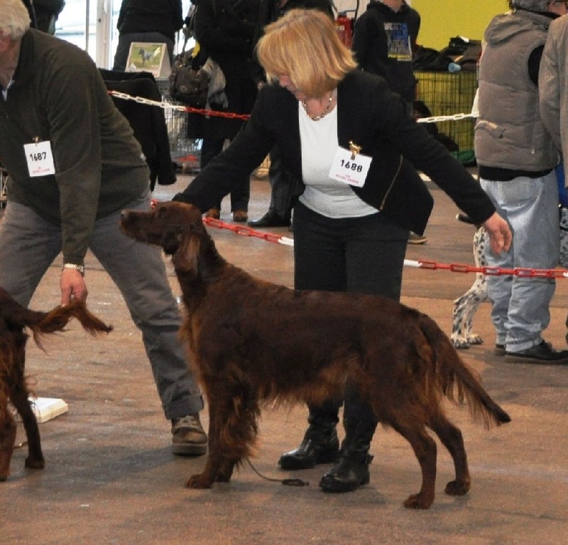 CH. Flavy De L'anneau Du Kerry - 1er exc. / Rcacib en classe champion