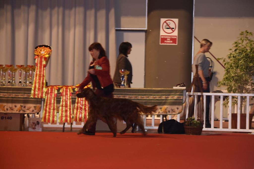 CH. Flavy De L'anneau Du Kerry - 1er exc. Meilleur vétéran