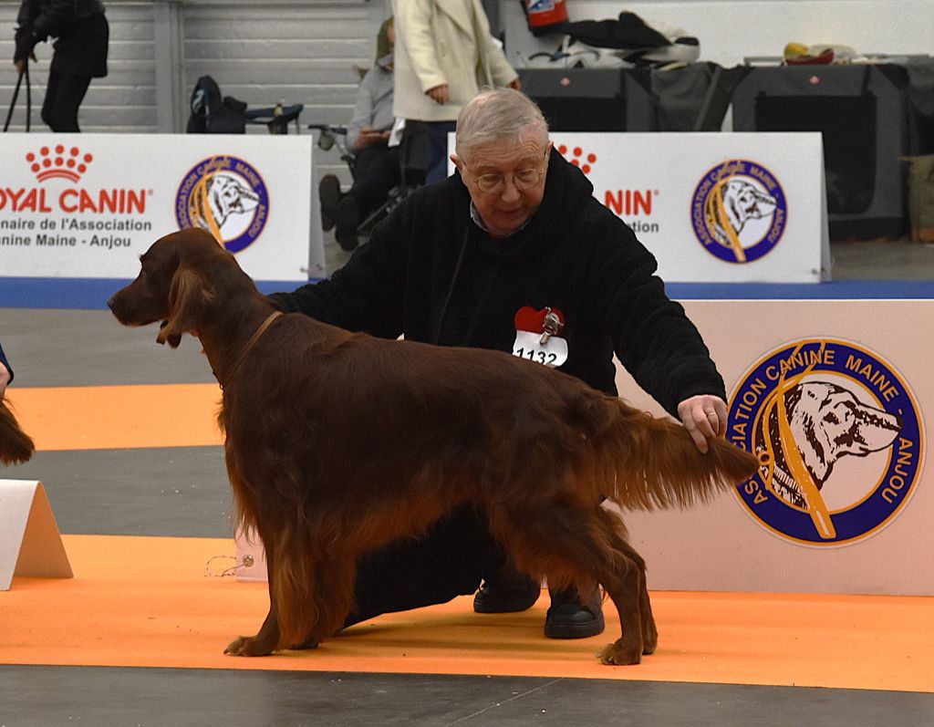 CH. Mio bellissimo maschio De L'anneau Du Kerry - 1er exc. + CACIBV Meilleur vétéran