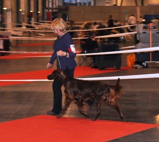 CH. Flavy De L'anneau Du Kerry - 1ères exc. / RCACIB