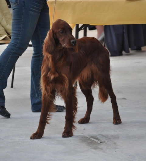 CH. Flavy De L'anneau Du Kerry - 1er excellent, meilleur jeune de race