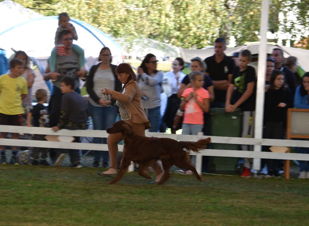 CH. Flavy De L'anneau Du Kerry - 1er exc. Meilleur vétéran