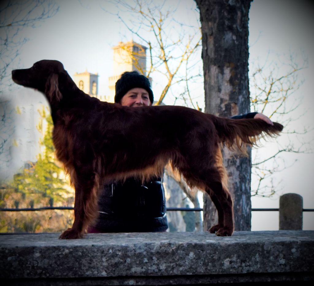 CH. Flavy De L'anneau Du Kerry - 1er exc. Meilleur vétéran