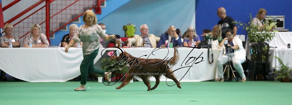 CH. Flavy De L'anneau Du Kerry - 1er exc. Meilleur Vétéran/