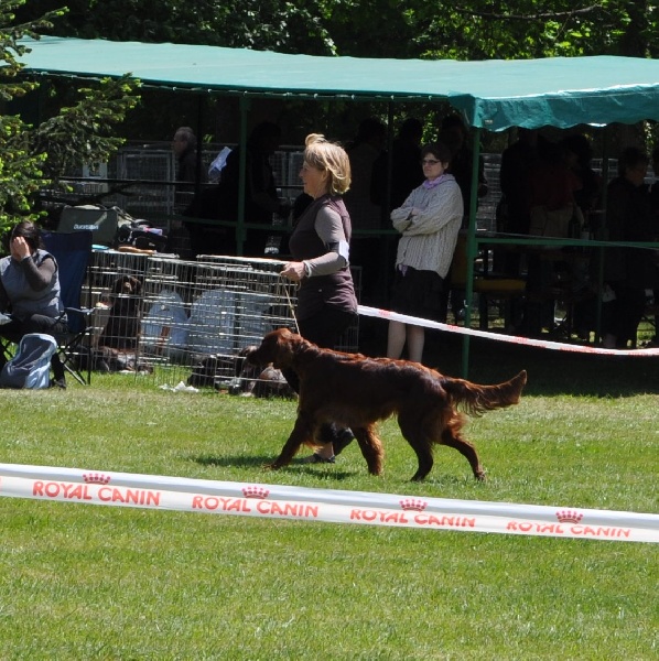 CH. Flavy De L'anneau Du Kerry - 1ere exc. CACS