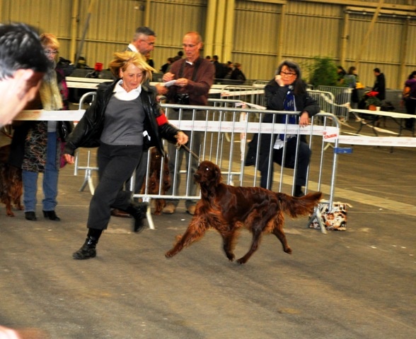 CH. Flavy De L'anneau Du Kerry - 1ère exc. CACIB