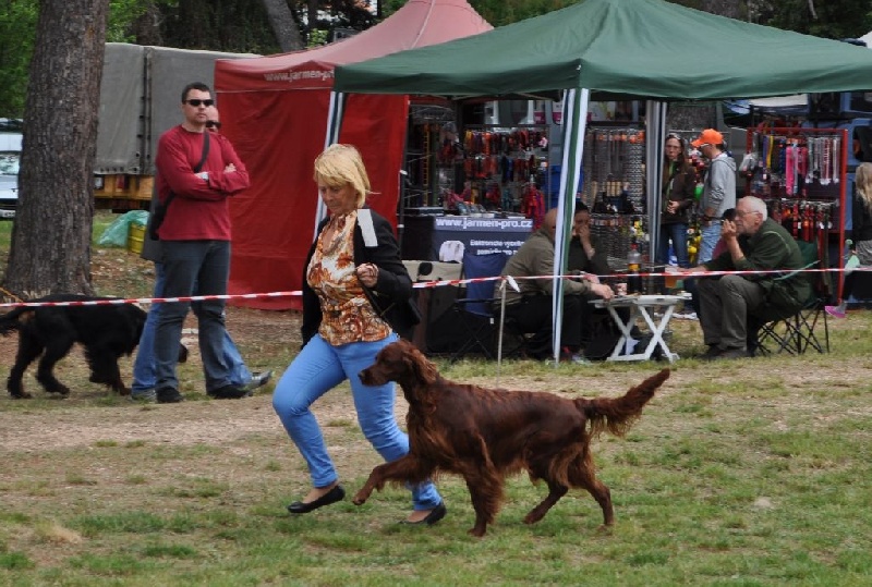CH. Flavy De L'anneau Du Kerry - 1er exc. CAC/CACIB/Meilleur de Race classe champion / BOG