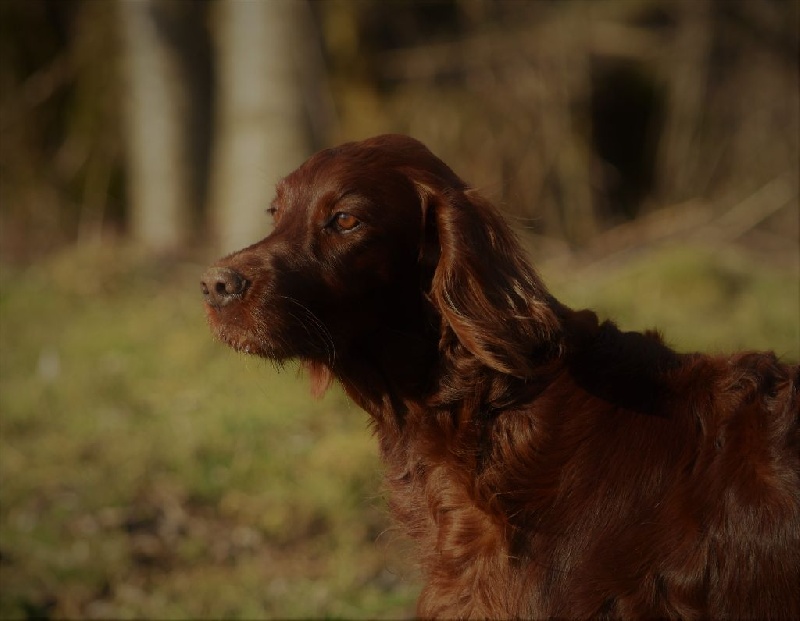 CH. Flavy De L'anneau Du Kerry - 2ème EXC. classe champion