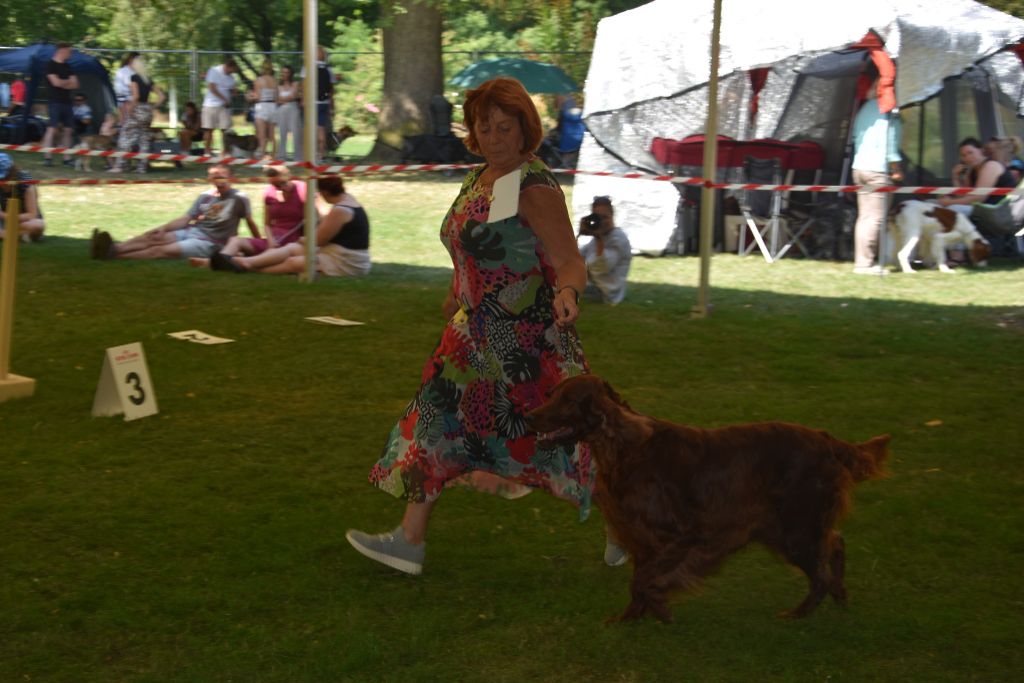 CH. Dimple cinammon's - 1er exc. Réserve CACIB + RCAC+ VDH